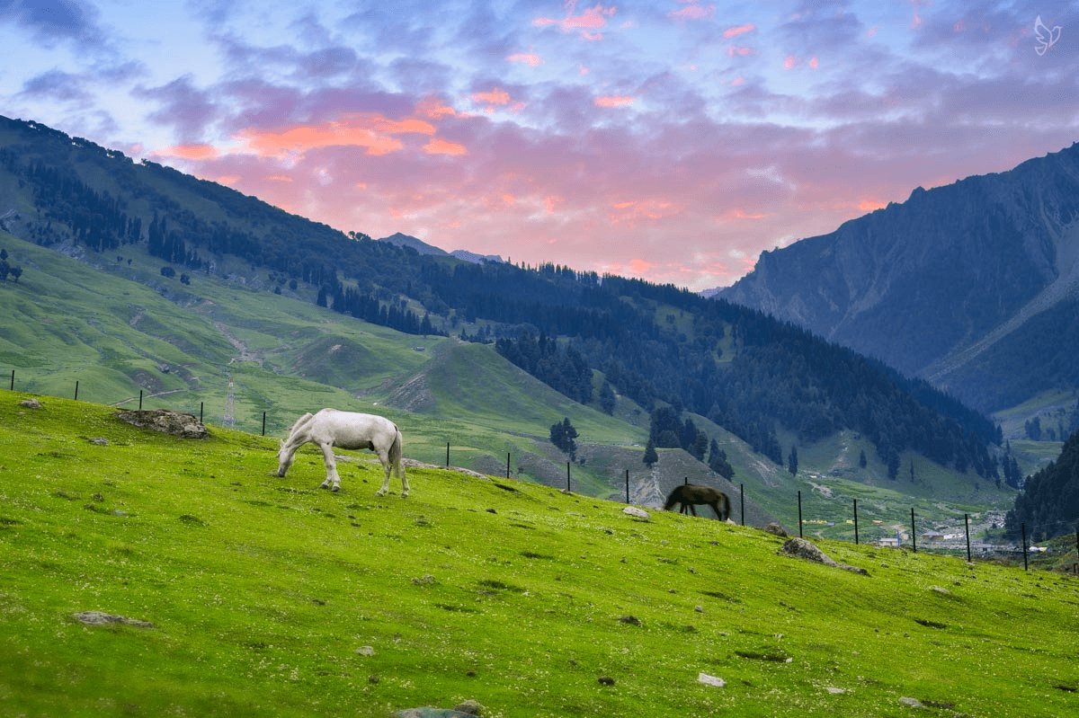 Escape to Sonmarg: Where Every View Steals Your Heart